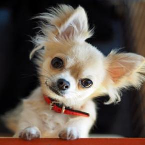 犬が『首をかしげる』理由5選 どんな意味があるの?注意すべき状態まで解説
