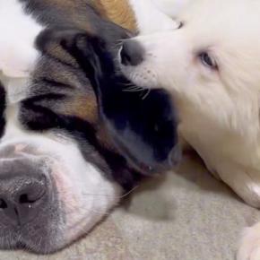 90キロの優しい大型犬が『子犬にイタズラされ続けた』結果→堪忍袋の緒が切れて…まさかの怒り方が341万再生「平和なキレ方w」「神対応」