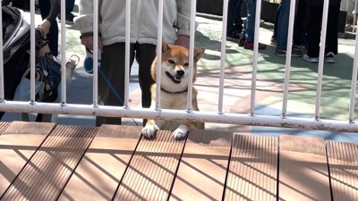 順番を待つ女の子を見守っています