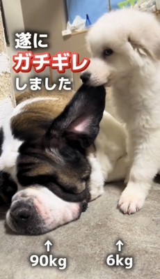 大型犬の耳を噛む子犬