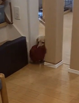 毛糸玉を咥える犬