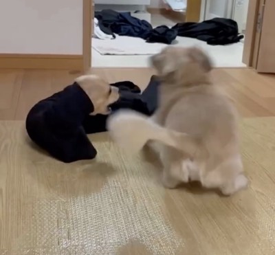 この後すぐ救出され、怪我もありませんでした