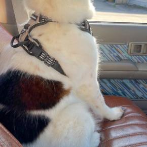 車の助手席に乗っている犬→途中で『病院に行くこと』に気づいた結果…徐々に『絶望する光景』が2万いいね「眼の光失ってて草」「顔の違いｗ」