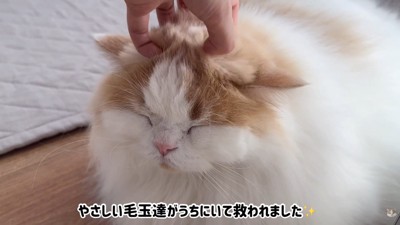 ナデナデにうっとり
