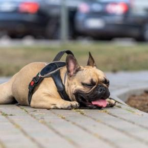 犬が『苦しそうに呼吸をする』原因5つ 命に関わる重大なトラブルが隠れていることも