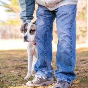 『人見知りな犬』の共通点4つ 愛犬に社交性を身につけてもらうために飼い主がすべきことまで
