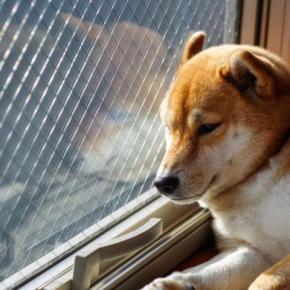 犬が死ぬ前に飼い主から『離れたがる』心理4選 愛犬が最期にみせる行動の意味とは?