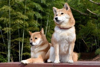 外でお座りする柴犬