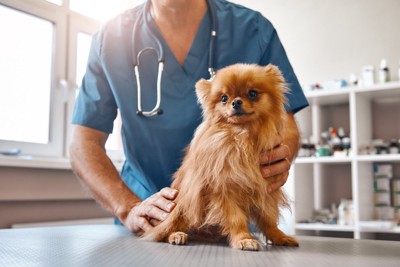 診察されている小型犬