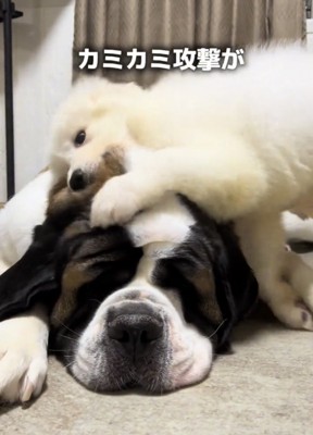 大型犬の頭に前足を乗せる子犬