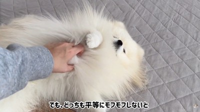 甘えん坊で可愛い