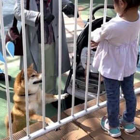 3歳の女の子が『テーマパークのアトラクション』に乗ろうとした結果→離れ離れになった犬が…心配しすぎている光景に「健気でいじらしい」と反響