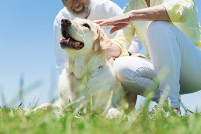 老夫婦と触れ合って嬉しそうな犬