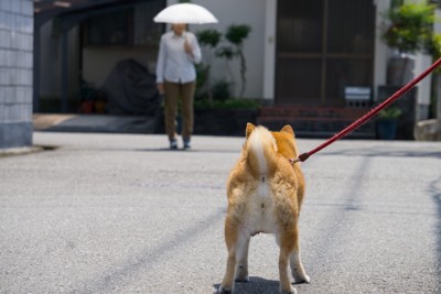 散歩、後ろ姿、傘をさす人