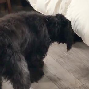 寝室のベッド下から出てきた『黒いなにか』→犬が確認した結果…まさかの『腰が抜けてしまう光景』に「びっくりしてて可愛いｗ」「笑った」と反響