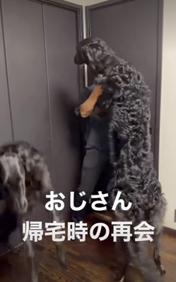 パパに抱きつくボルゾイ