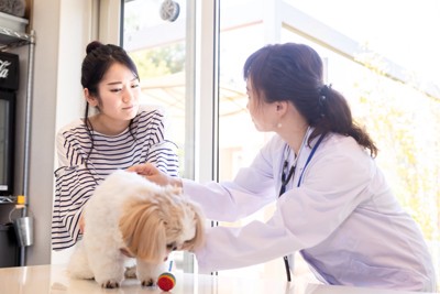 病院を訪れた女性と犬