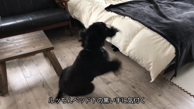 ルークくんはびっくり！