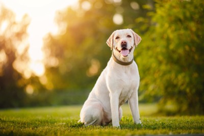 屋外でお座りする大型犬