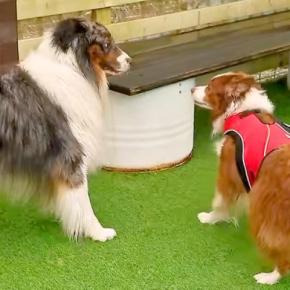 犬のオフ会で『年下男子』に恋をしてしまったワンコ→まるで人間のような『猛アピールをする光景』が35万再生「グイグイ系女子」「天国のよう」