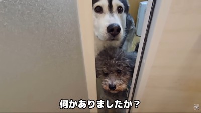 きゅうちゃんもお顔をひょっこり