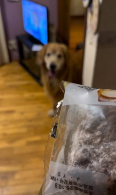 投稿主を見つめている大型犬とシュークリーム