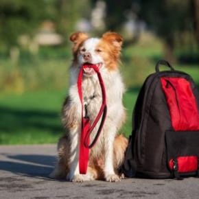 愛犬を災害から守るために備えておきたい『3つのこと』同行避難の基本や注意点まで