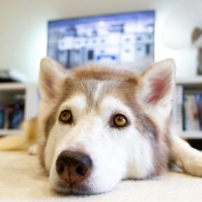 『飼育が難しい』犬種5選　初心者には向かないお世話の大変さや迎える際の適切なしつけ方まで