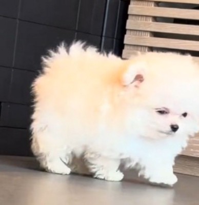 目を細めながら壁の前から立ち去る子犬