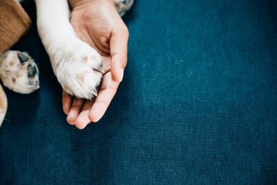信頼を示す犬の足