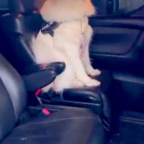 『絶対に車から降りない』とワガママを言う大型犬→おやつで釣ってみた結果…強い意志を感じる『表情』が378万再生「爆笑」「ツラ構えが違う」