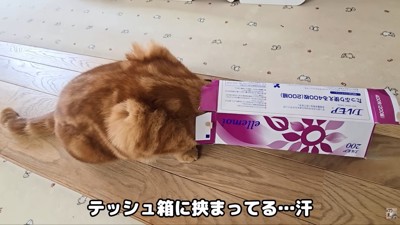 茶太郎くんが大変なことに…！