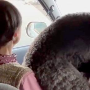 30キロの大型犬が『観覧車』を怖がった結果→車で『80歳のおばあちゃん』に助けを求め…自分のサイズが分かっていない光景に38万再生の反響