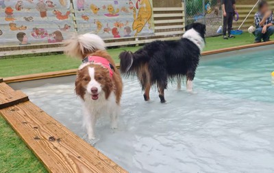 ドッグランのプールの中を歩くお姉ちゃん犬