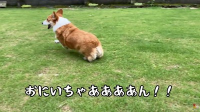 興奮がおさまらずダッシュ！