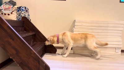 足をガクガク震わせながら前進