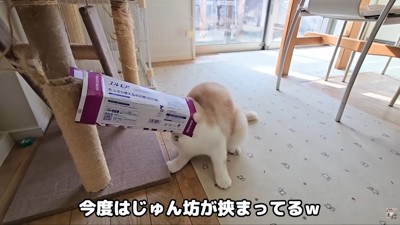 じゅんちゃんまで…！