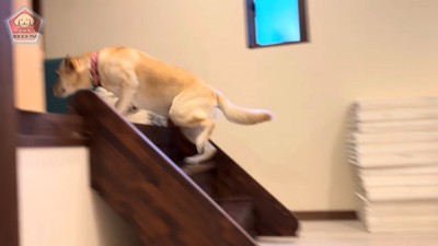 階段を駆け上がることに成功!