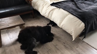 ベッドの下から黒い手が…