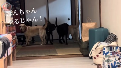 お友達がしっぽを振って歓迎♪