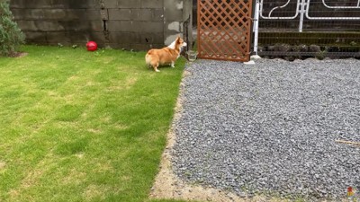 フェンスの前で待機
