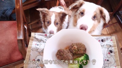 ごはんの入った皿を持つ飼い主を見上げるお姉ちゃん犬と弟犬