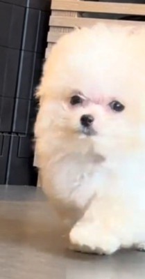 壁のそばを歩く子犬