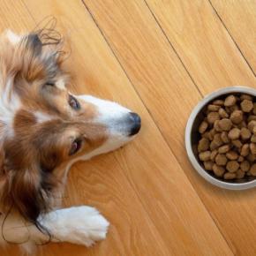 犬の『ご飯を置きっぱなし』が危険なワケ4つ　置き餌によるデメリットまで解説