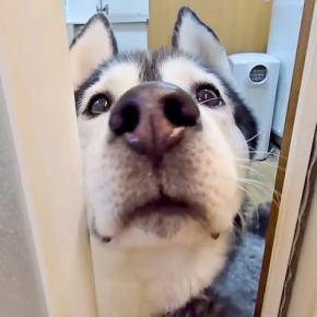 お風呂掃除中、『早くきてください!』と呼びにきた大型犬→仕方なくついて行くと、猫が…まさかの光景が14万再生「優しい」「真剣に心配してる」