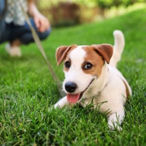 犬との散歩がもたらす「人への健康効果」とは？近年の研究結果から紐解く健康面・精神面の効果を解説【獣医師執筆】