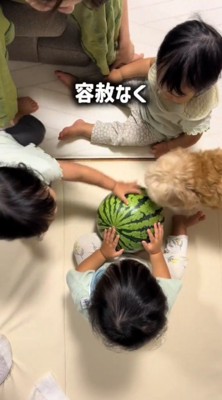 スイカを取り囲む犬と3人の赤ちゃん