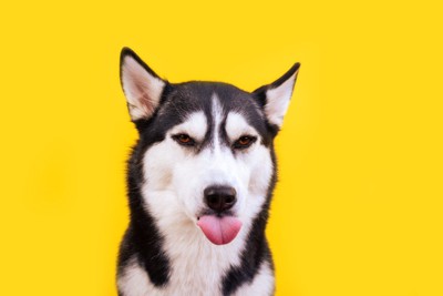 不安げな表情で鼻を舐める犬