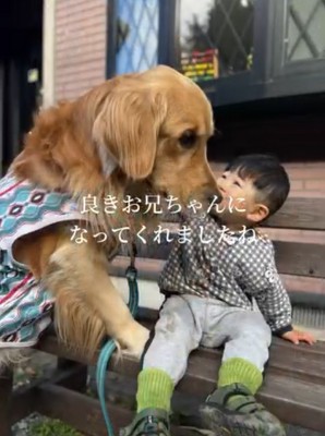 大型犬を撫でる投稿主の息子