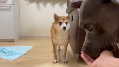 同居するあおいちゃんとなら…?